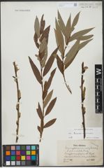 Foto von Salix triandra L. x Salix viminalis L.
